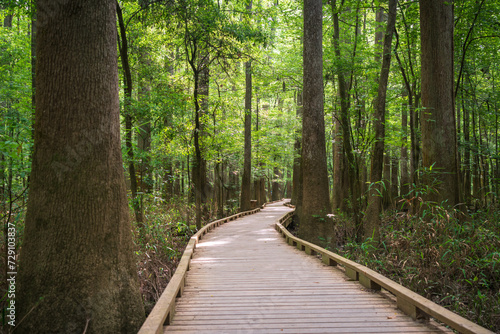 Boardwalk Trail at Congaree National Park in central South Carolina