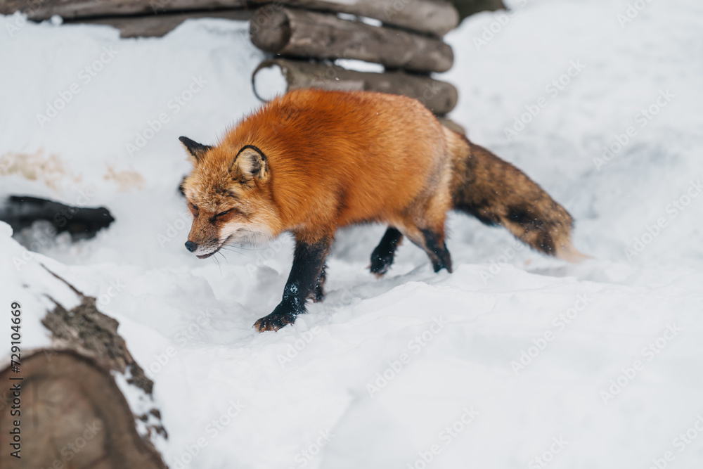 Naklejka premium Cute fox on snow in winter season at Zao fox village, Miyagi prefecture, Japan. landmark and popular for tourists attraction near Sendai, Tohoku region, Japan. Travel and Vacation concept