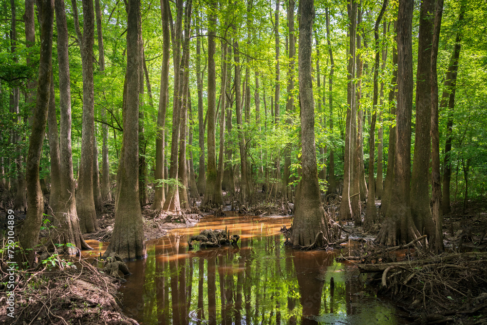 The Forest Floor at Congaree National Park in central South Carolina The Forest Floor at Congaree National Park in central South Carolina