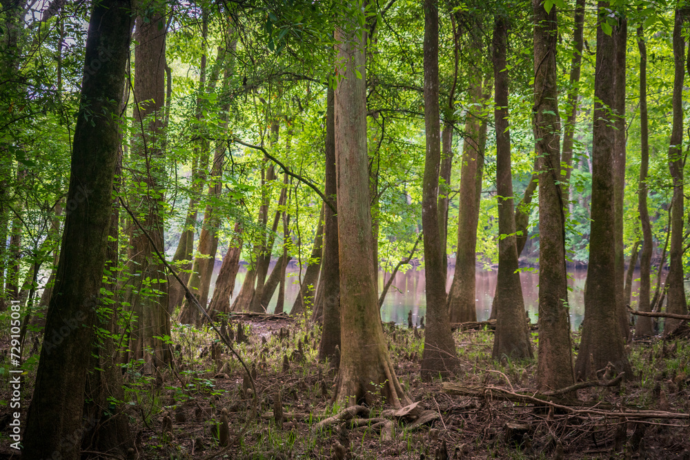 Obraz premium The Forest Floor at Congaree National Park in central South Carolina