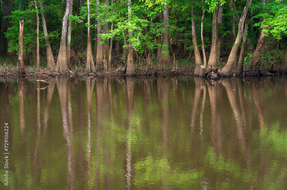 Obraz premium Congaree National Park in central South Carolina
