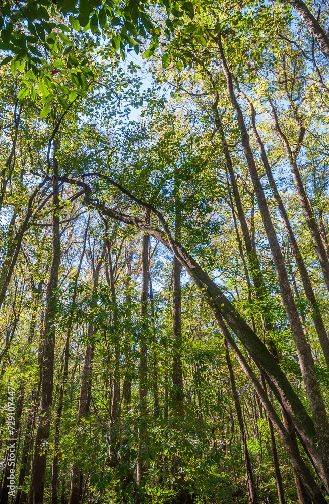 The Forest Floor at Congaree National Park in central South Carolina The Forest Floor at Congaree National Park in central South Carolina