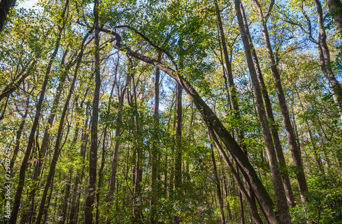 Congaree National Park in central South Carolina