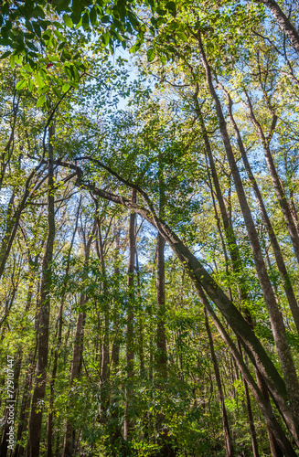The Forest Floor at Congaree National Park in central South Carolina