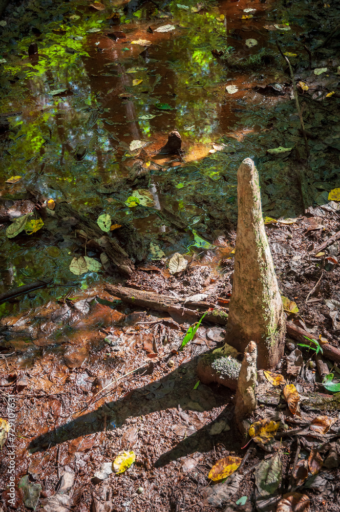 The Forest Floor at Congaree National Park in central South Carolina The Forest Floor at Congaree National Park in central South Carolina