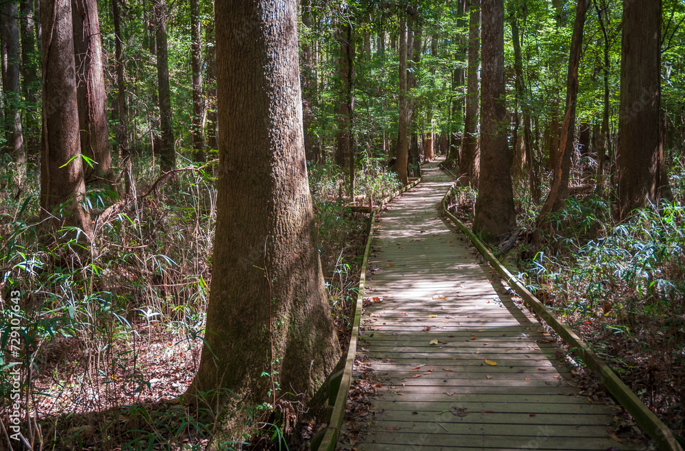 Boardwalk Trail at Congaree National Park in central South Carolina Boardwalk Trail at Congaree National Park in central South Carolina