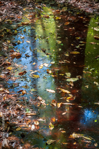 Fototapeta Naklejka Na Ścianę i Meble -  The Forest Floor at Congaree National Park in central South Carolina