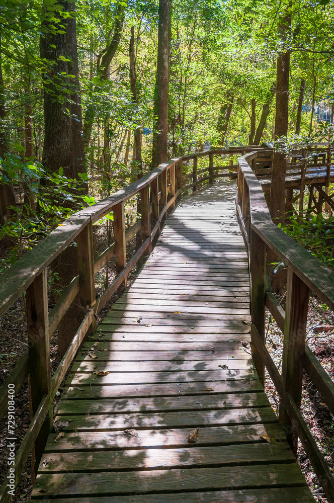 Obraz premium Boardwalk Trail at Congaree National Park in central South Carolina