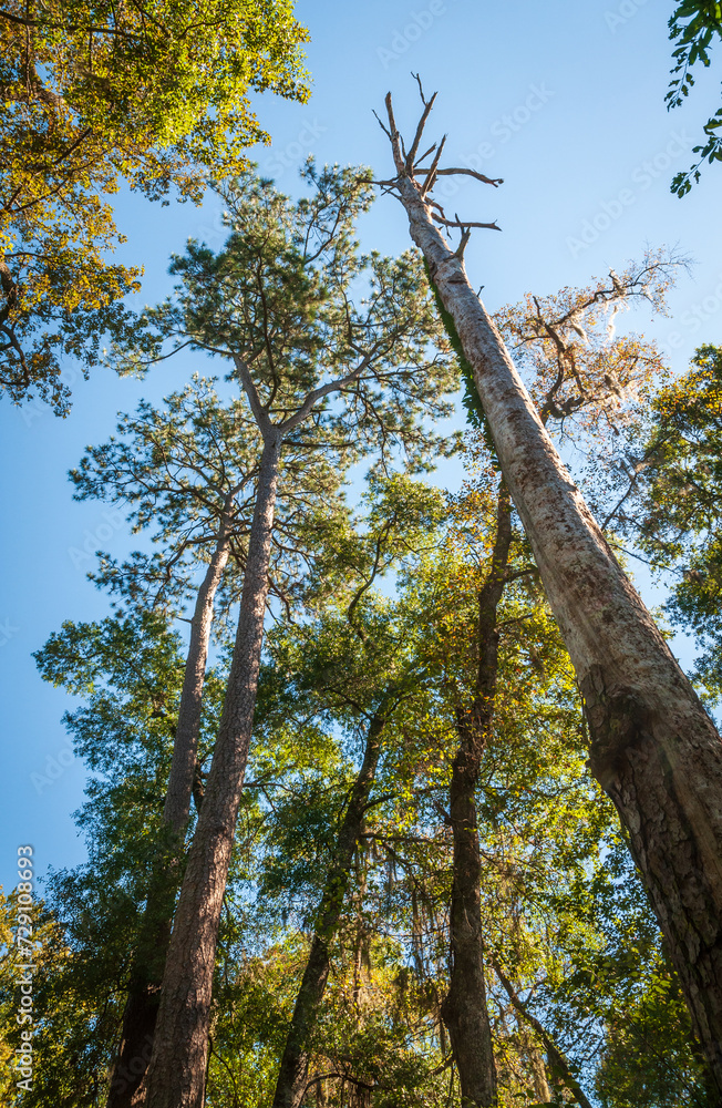 Fototapeta premium Congaree National Park in central South Carolina