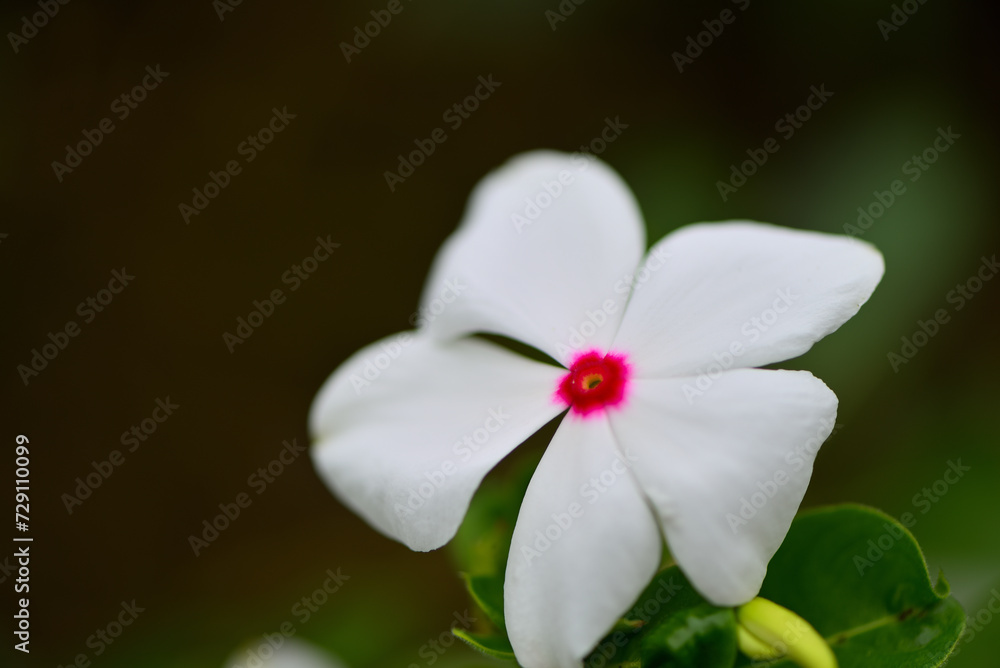 Obraz premium 白い花