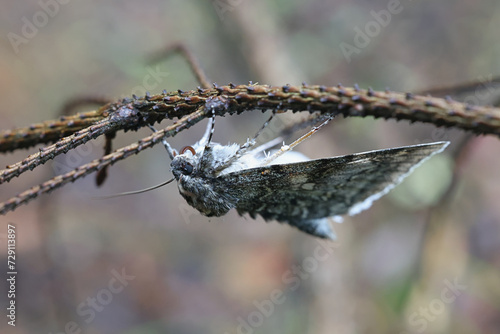 Blue underwing, Catocala fraxini, also known as Clifden nonpareil moth photo