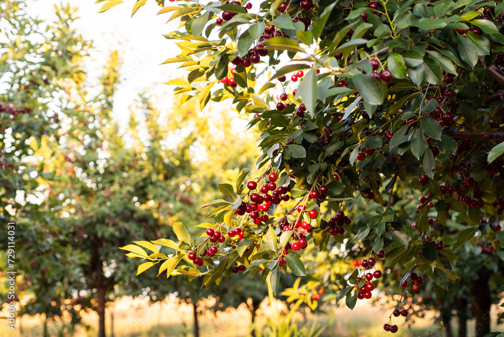 Fresh ripe sour cherry hanging on cherry tree Fresh ripe sour cherry hanging on cherry tree