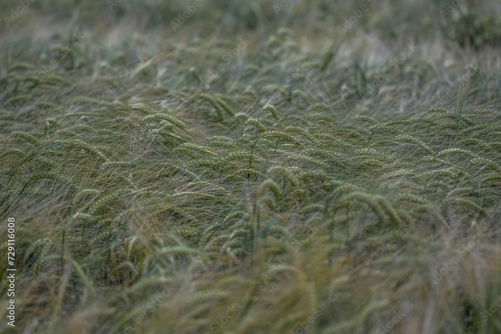 wheat field in spring time wheat field in spring time