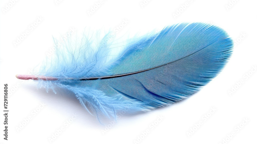 Obraz premium blue feather on a white background