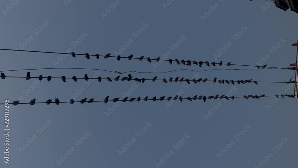 J&K birds on wire in Winters: Crisp dry trees whisper in autumn's farewell a beautiful landscape J&K birds on wire in Winters: Crisp dry trees whisper in autumn's farewell a beautiful landscape