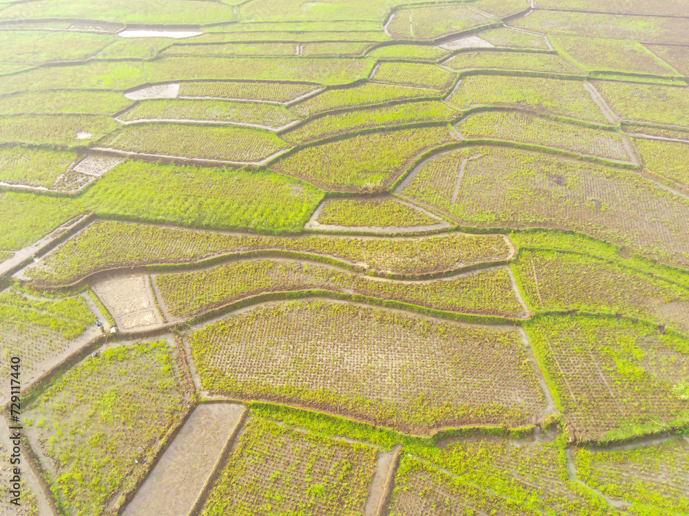 Obraz premium Picturesque landscape of abstract pattern of rice fields. Top view from drone of green rice terrace field with abstract shapes and patterns at Cikancung, Indonesia. Shot from a drone flying 200 meters