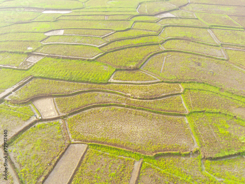 Picturesque landscape of abstract pattern of rice fields. Top view from drone of green rice terrace field with abstract shapes and patterns at Cikancung, Indonesia. Shot from a drone flying 200 meters