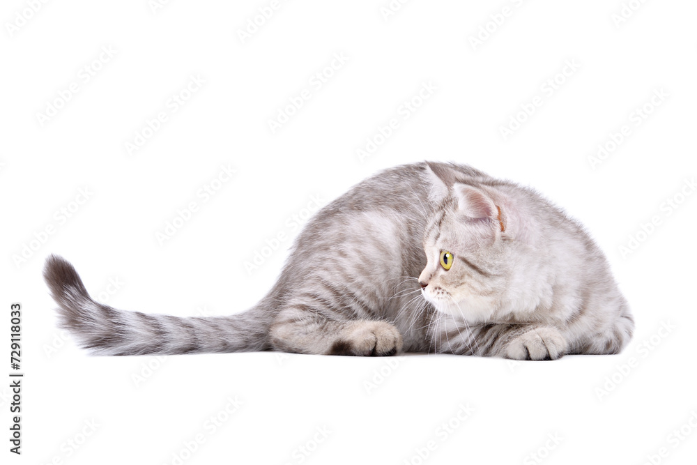 Cute kitten scottish straight lying isolated on white background, side view