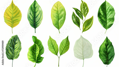Set of Leaf