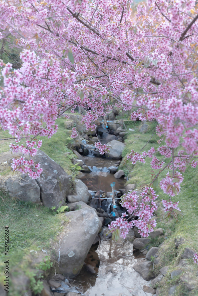 Beautiful sakura flower in spring sakura tree flower Beautiful sakura flower in spring sakura tree flower