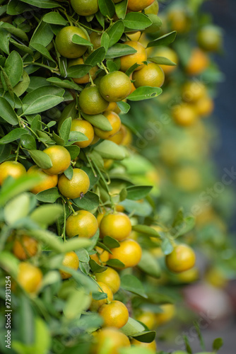 Kumquat tree fruit for up coming Lunar New Year decoration.