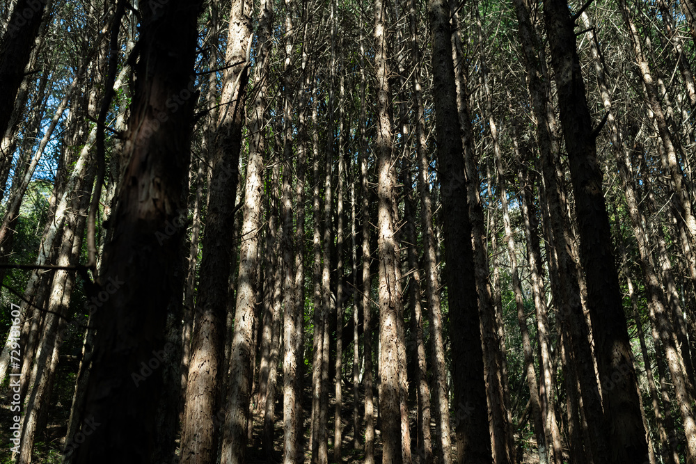 Obraz premium 木漏れ日の森