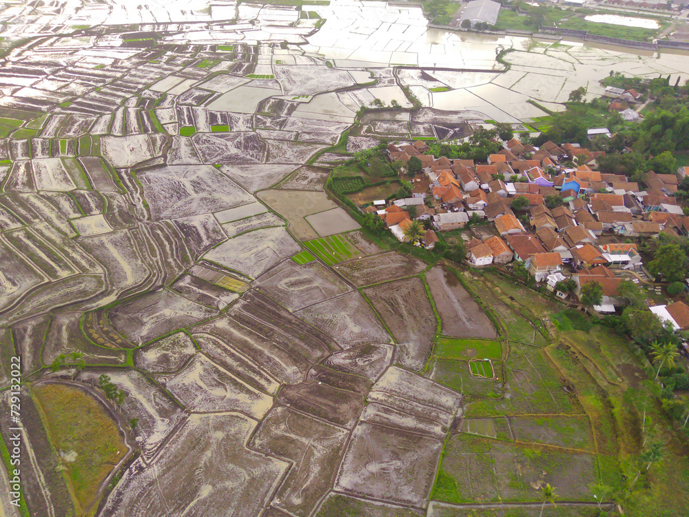 Fototapeta premium Aerial view of agriculture in rice fields near residential areas for cultivation in West Java Province, Indonesia. Random and abstract rice field tests for background. Shot from a drone flying 