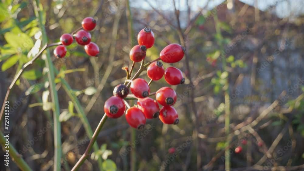Red berries of ripe rosehip (doge-rose) on leafless branches in late autumn. Close-up. Red berries of ripe rosehip (doge-rose) on leafless branches in late autumn. Close-up.