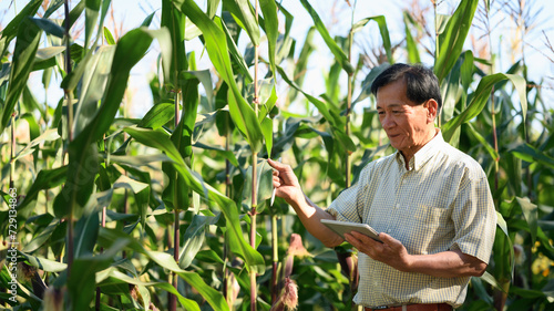 Senior man agronomist using digital tablet and examining leaves of corn crops. Agribusiness concept
