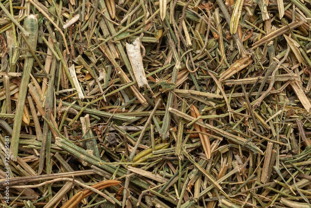 Close-up of Organic Dry Kalmegh (Andrographis paniculata) or Green chiretta, Full-Frame wallpaper. Top View Close-up of Organic Dry Kalmegh (Andrographis paniculata) or Green chiretta, Full-Frame wallpaper. Top View