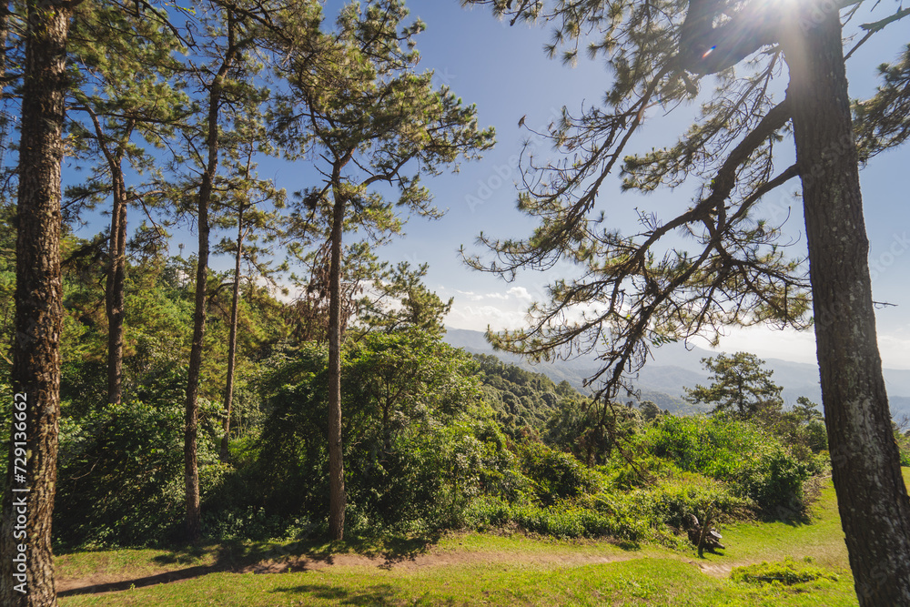 Fototapeta premium travel and people activity concept with large pine with layer of mountain and cloudy sky background