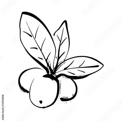 ビワの和風ベクターイラスト（白黒）。