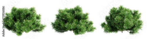 Pinus mugo pumilio isolate transparent background.3d rendering PNG photo