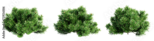 Vászonkép Pinus mugo pumilio isolate transparent background