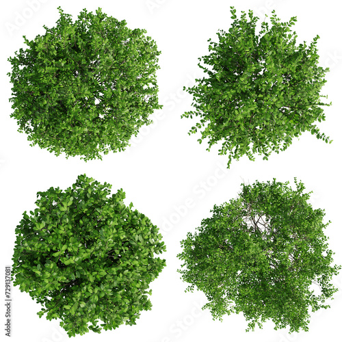 Top view tree Euonymus tree isolate transparent background.3d rendering PNG