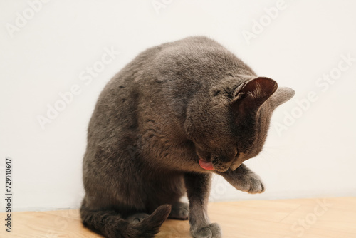 Gray British cat washes itself. The cat licks itself after eating. British Short hair cat grooms and licks her paw