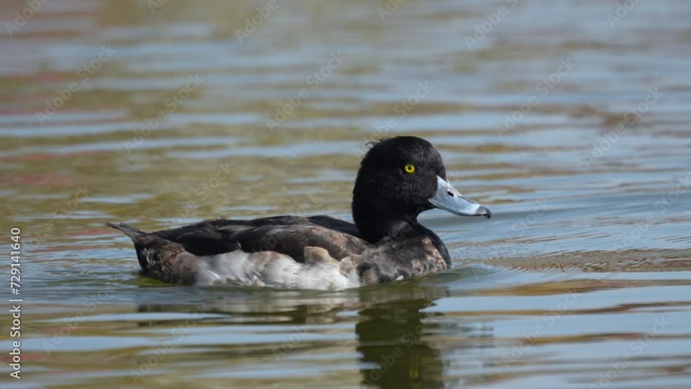 An immature Tufted Duck swimming around on a lake. An immature Tufted Duck swimming around on a lake.