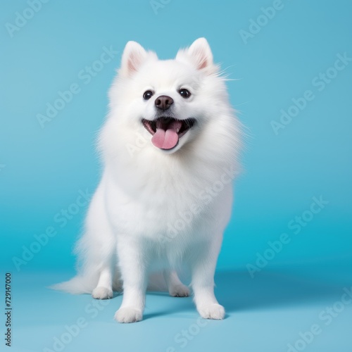 Portrait of cute dog isolated on blue background with copy space. Pet concept. © Евгений Кобзев