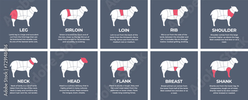 Guide cutting meat carcass lamb, cow, pork, turkey, chicken. Butcher guide lamb. Diagrams сutting parts meat carcass domestic farm poultry and farm livestock. Vector flat color illustration isolated.