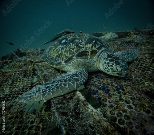 sea turtle @ mabul, Malaysia