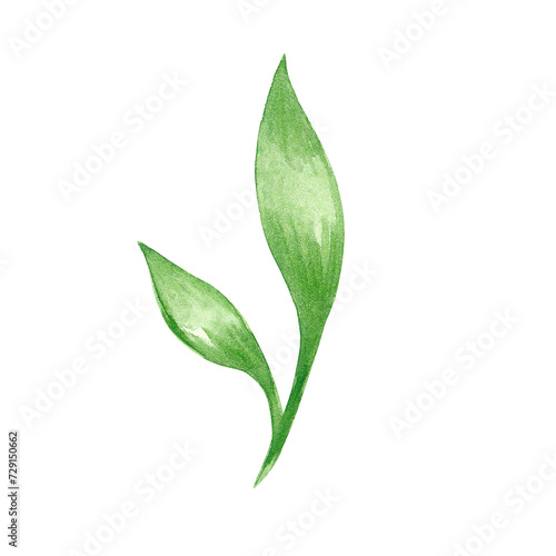 Green leaf painted with watercolors on a white background.