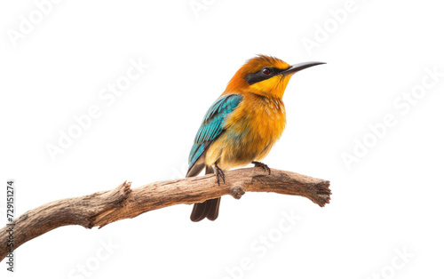 Bird Perch on a White or Clear Surface PNG Transparent Background