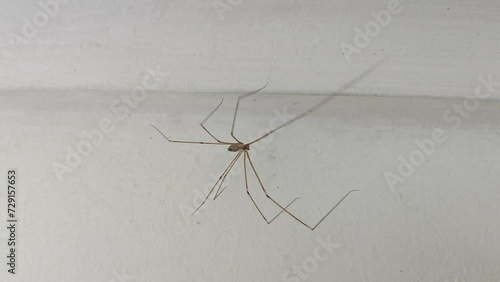 A macro view of a long-legged spider perched in the corner of the ceiling and moving gracefully photo