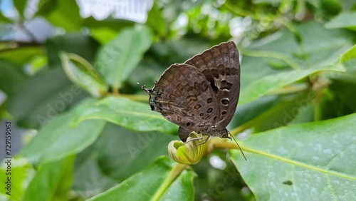 A macro view of arhopala amantes or oakblue or morpho butterfly perched on an almond tree leaf photo