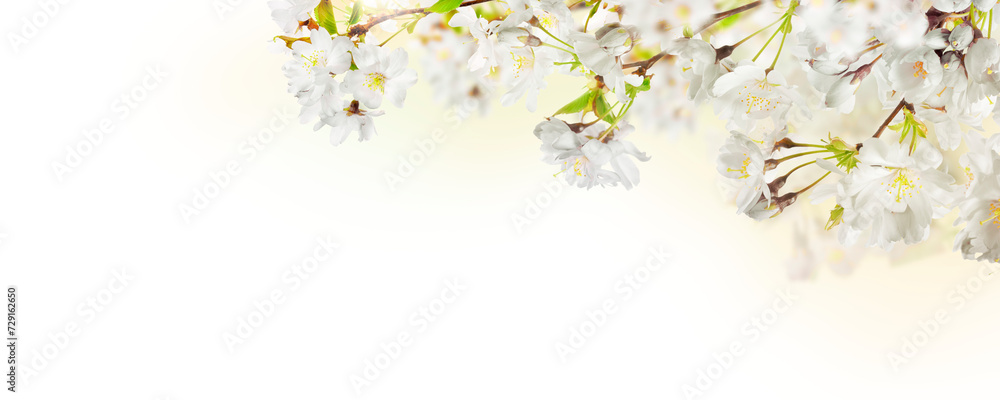 Fresh bright white cherry blossom flowers on a tree branch in spring, sakura springtime season, isolated against a transparent background.