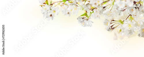 Obraz na płótnie Fresh bright white cherry blossom flowers on a tree branch in spring, sakura springtime season, isolated against a transparent background. w salonie