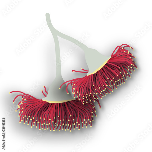 Australian Gum Flower Illustration 