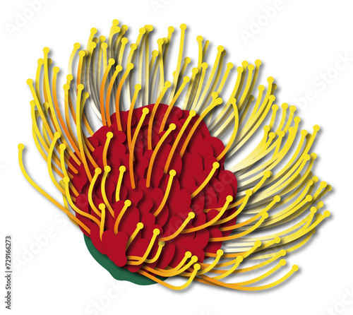 Australian Pincushion Protea Flower Illustration 