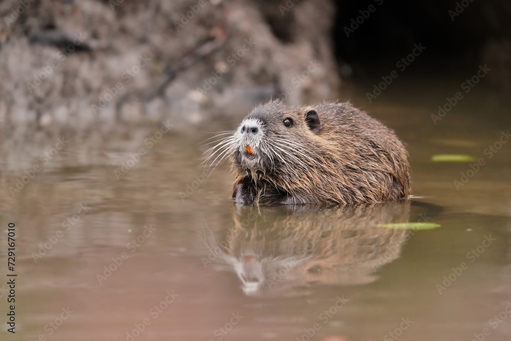 Coypu (Myocastor coypus) in the nature habitat. A young nutria sits in the water Coypu (Myocastor coypus) in the nature habitat. A young nutria sits in the water