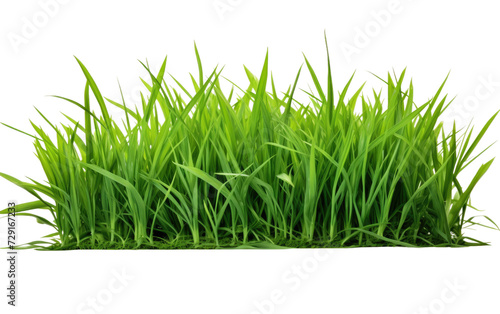 Augustine Grass on a White or Clear Surface PNG Transparent Background